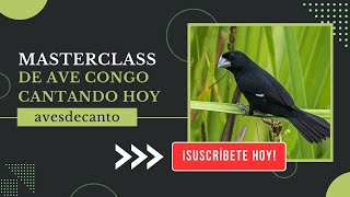 MASTERCLASS DE AVE CONGO CANTANDO HOY CONGO AVE CANTO REALMENTE HERMOSO Sporophila crassirostris [upl. by Carita]