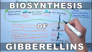 Biosynthesis of Gibberelins [upl. by Laing]