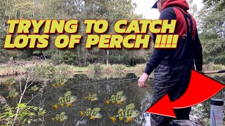 Trying To Catch LOTS OF PERCH On The Waggler [upl. by Aenahs]