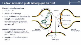 S4E9 Conclusions sur la transmission synaptique glutamatergique [upl. by Leik]