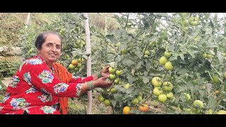 Grafted tomato 100 tomatoes per plant in first harvest [upl. by Htiderem]