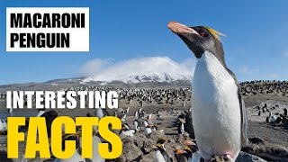 Exploring the Fascinating World of Macaroni Penguin  Interesting Facts  The Beast World [upl. by Jakoba]