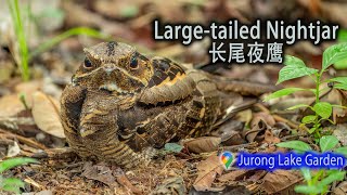 Largetailed Nightjar  Jurong Lake Gardens [upl. by Danziger428]