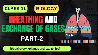 BREATHING AND EXCHANGE OF GASES CLASS11 BIOLOGY PART2 NCERT  CBSE 2025  IMS ACADEMY biology [upl. by Wilber]