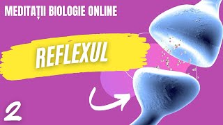 Reflexul functia reflexa  curs biologie anatomie si genetica [upl. by Ynaffet]