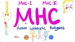 Major Histocompatibility Complex MHC  Human Leukocytic Antigen HLA  Immune System [upl. by Ymmij908]