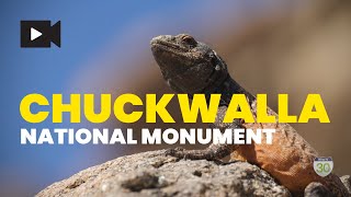 Chuckwalla National Monument [upl. by Bernat40]