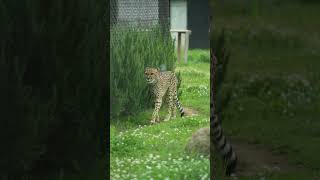 チーターVol120 千葉市動物公園 shorts [upl. by Stricklan]