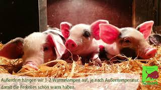 Das Bentheimer Schwein am Vechtehof [upl. by Dionne]