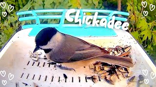 Chickadee Capturing the Cutest Bird Moments Ever [upl. by Suixela364]