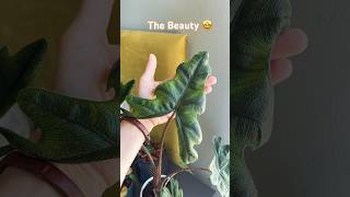 Alocasia Jacklyn  Planted Mind  shorts [upl. by Alphonsine]