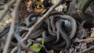 Glacier National Park  Terrestrial Gartersnakes [upl. by Ynehteb]