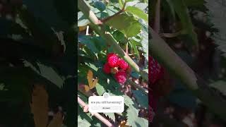 Raspberries in November garden raspberry harvesting [upl. by Auqinal]