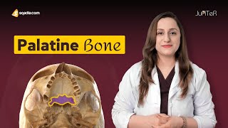 Palatine Bone  Cranial Osteology  Anatomy Lecture for Medical Students  VLearning™ [upl. by Calabrese263]