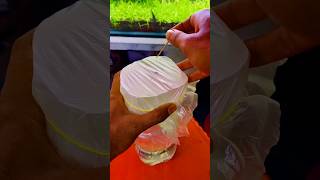 How to Make Infusoria for Betta Fry [upl. by Alamaj998]