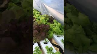 Hydroponics lettuce parsley and Onions hydroponics hydroponicssystem gardening [upl. by Lawford]