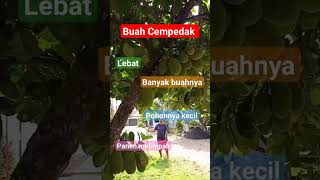 Buah Cempedak fypage buahcempedak [upl. by Eimirej]