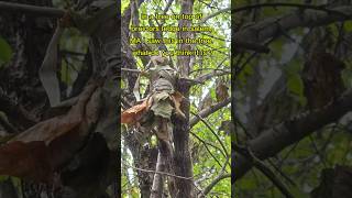 Whats in the tree at Proctors ledge in salem MA [upl. by Areic]