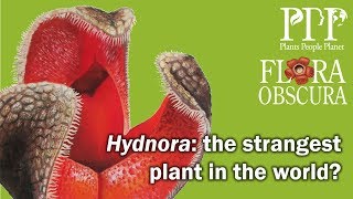 Hydnora the strangest plant in the world Flora Obscura with Chris Thorogood [upl. by Idnir134]