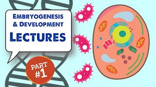 MCAT Biology Lecture Embryogenesis and Development 14 [upl. by Stanway]