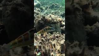 Talasoma pawia turkey nature diving fish 4kwildlife [upl. by Littell]