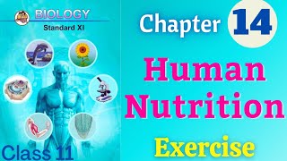 Human Nutrition biology class 11 chapter 14 exercise solutions [upl. by Ylrebmik]