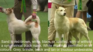 Breed StandardsCANAAN DOG [upl. by Mattland]