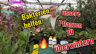 Bakterien helfen Pflanzen gesund zu bleiben [upl. by Gardell684]