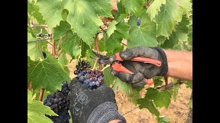 Hand picking grapes [upl. by Lewls]