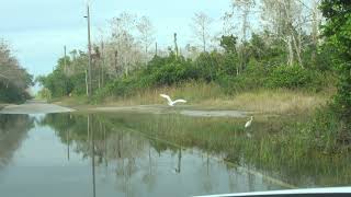 Loop Road Scenic Drive  1 Big Cypress National Preserve Ochopee FL [upl. by Olecram853]