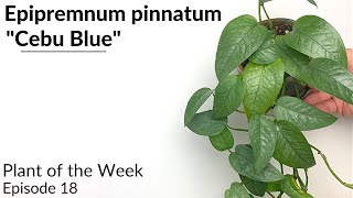 How To Care For Epipremnum pinnatum quotCebu Bluequot  Plant Of The Week Ep 18 [upl. by Anicul]