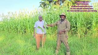 See How to mix the Ratio of different pastures for goats for better performance on zero grazing [upl. by Jud]