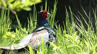 Territorial Crow Call amp Drumming Display of Japanese Pheasant Rooster [upl. by Ailehc]