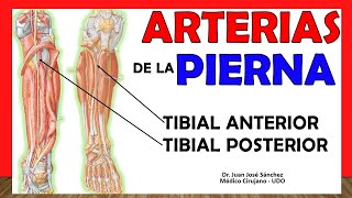 🥇 ARTERIAS DE LA PIERNA Tibial Anterior y Posterior ¡¡Anatomía Fácil y Sencilla [upl. by Ila]