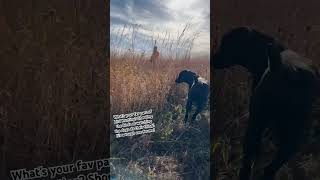 Pheasant season is here uplandhunting birdhunting dog hunt hunting pheasants iowa outdoors [upl. by Kalbli]