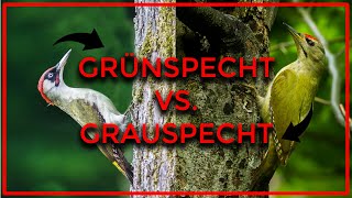 Grauspecht und Grünspecht sicher und einfach unterscheiden  Der Vergleich [upl. by Lamhaj15]