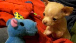 Baby Chihuahua Puppy Finds A Friend Boomer amp His Blue Hippo [upl. by Azalea]