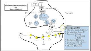 Adrenergic Neurotransmission NT and drugs affecting it Autonomic nervous system [upl. by Ecaidnac]