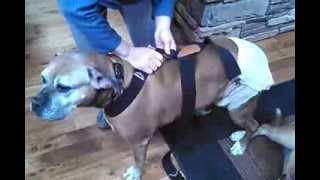 How to use elastic suspenders to hold on a dog diaper [upl. by Ocsirf798]