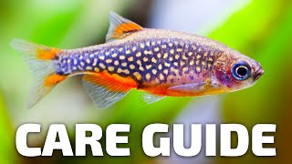 Care Guide for Celestial Pearl Danios  Aquarium CoOp [upl. by Yemar]