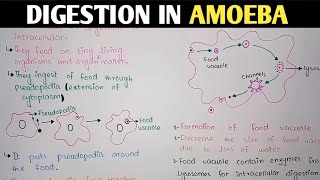 Digestion In Amoeba  Pseudopodia  Class 11 Biology [upl. by Amarillas]