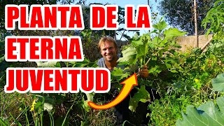 LA PLANTA DE LA ETERNA JUVENTUD [upl. by Nivi]