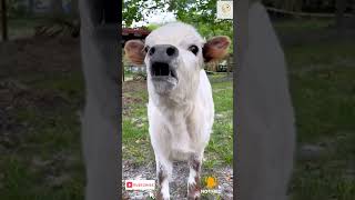 Cute animal sound animalsounds ytshorts cow [upl. by Tonie761]