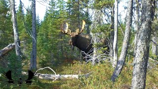 Travis and Rustys Newfoundland Moose Hunt [upl. by Garey]