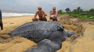 Giant Leatherback Sea Turtle Worlds largest turtle [upl. by Elladine]