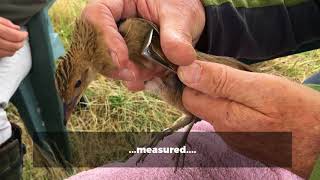 Corncrakes return to Norfolk [upl. by Dare]