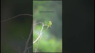 Bee Eater  beeeater [upl. by Genevra]