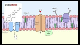 Membrane structure OCR A ALevel Biology Module 2 Foundation in Biology 215 Biological membranes [upl. by Lanna]