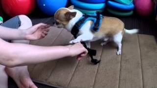 Perfect Fit Harness Wearing Training 20150704 [upl. by Wrigley92]