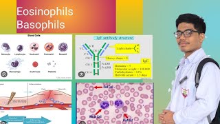 Eosinophils  Basophils Allergy  Inflammation [upl. by Aerehs]